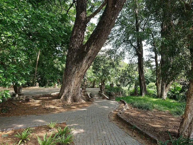 Shaded path in Tunduru Garden, Maputo